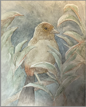 Art Print, Tata the Tataviam Towhee