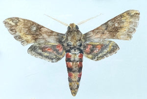 Hawk Moth - Art Print